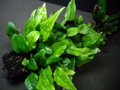 Microsorium sp. Timika - comprar online