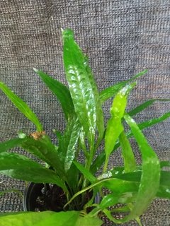 Microsorium sp. Narrow - comprar online