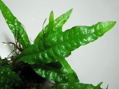 Microsorium Tropica na internet