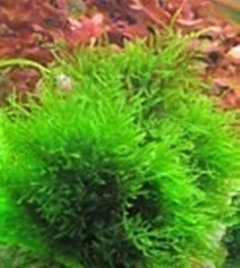 Moss sp. Pirinópolis - comprar online