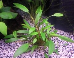 Cryptocoryne neville