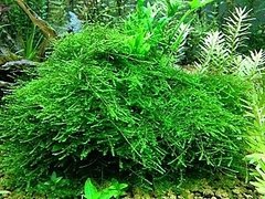 Peacock Moss - Taxiphyllum sp. - comprar online