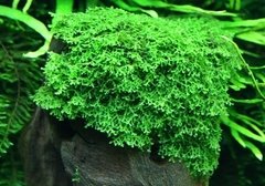 Premium Green Moss