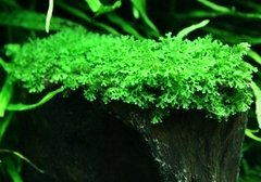 Premium Green Moss - comprar online