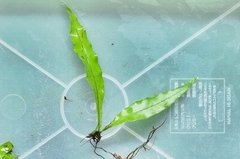 Pteridophyta Sp. Sulawesi Puntyakuparopo - comprar online