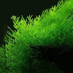 Java Moss - Taxiphyllum barbieri na internet