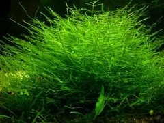 Java Moss - Taxiphyllum barbieri