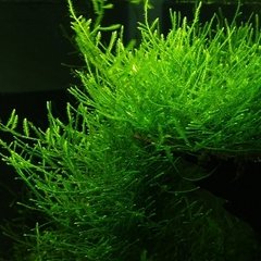 Java Moss - Taxiphyllum barbieri - comprar online