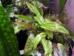 Cryptocoryne Usteriana Red