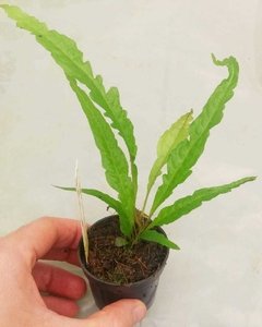 Microsorium sp. Reverse Tropic - comprar online