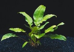 Cryptocoryne wendtii Broad Leaf - comprar online