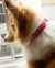 Collar personalizable - Productos Salvavidas