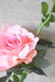 Rosas tallo corto - tienda online