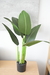 Plantas Sterlitzia 80 CM - comprar online