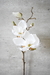 Magnolia 48 cm WHITE