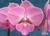 Phalaenopsis BigLip - (XAB-0001)