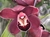 Cym. Ruby Valley "Red Wine" - Orquidário Wolf