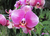 Phalaenopsis Champion Phanton - comprar online