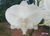 OW3-04 - Phalaenopsis BigLip