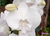 Manta Mindoro - Phalaenopsis BigLip (OW-AB2301)
