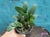 Dendrobium agregatum (lindleyi) - comprar online