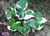 Xanthosoma atrovirens variegata