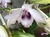 Dendrobium anosmum var. coerulea