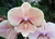 Phalaenopsis Autumn Wind - comprar online