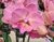 Phalaenopsis BigLip - (XAB-0001) - comprar online