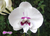 Phalaenopsis Younghome Gentleman - comprar online