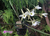 Brassavola tuberculata var. trilabelo 'General Osório' - Orquidário Wolf