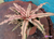 Cryptanthus bivittatus - comprar online