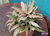 Cryptanthus acaulis - comprar online