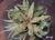 Cryptanthus acaulis