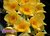 Dendrobium griffithianum - comprar online