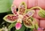 Phalaenopsis Nianzhen Song - (venosa x finleyi)