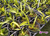 Maxillaria Wolf - loja online