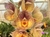 Catasetum Orchidglade 'Davie Ranches'