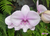 Phalaenopsis Shu Long (TWM-TS2988) - comprar online