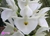 Catasetum pileatum "White"