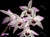 Dendrobium shixingense