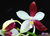Phalaenopsis speciosa (tetrapis) - Menor