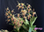 Dendrobium spectabile - comprar online