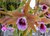 Cattleya tenebrosa (Ex. Laelia)