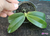 Phalaenopsis speciosa (tetrapis) - Menor - comprar online