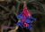 Tillandsia aeranthos - comprar online