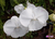 Phalaenopsis Lianher Jellyfish - comprar online