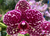 Phalaenopsis Lioulin Wild Cat