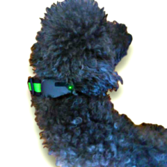 Imagen de Rastreador GPS 4G mascotas y objetos