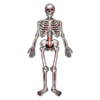 Esqueleto Articulado de Cartón 130cm